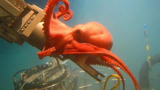 Alvin the Deep Sea Submersible is Half a Century Old!